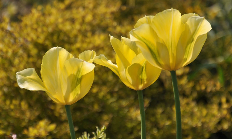 1-1-Tulipa-Yellow-Springreen-770