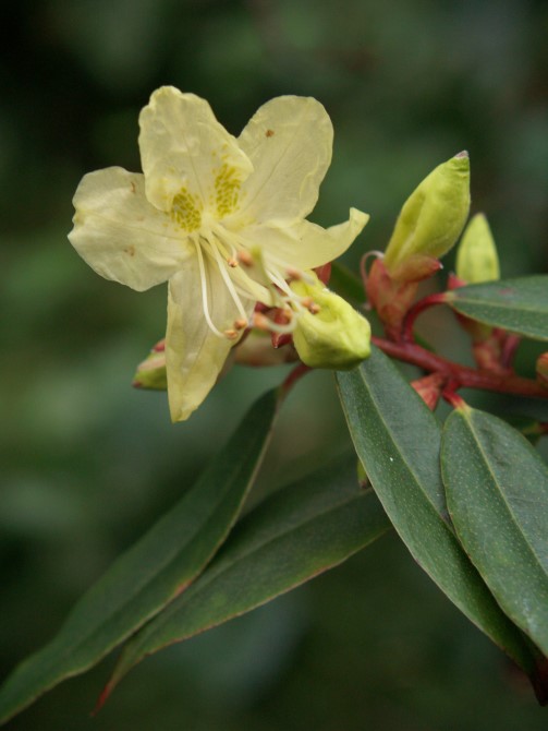 1-12 rhododendron lutescens 9s Custom