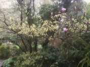 thumb header 1lente Mijn verborgen stadstuin. Magnolia Heaven Scent met Corylopsis spicata april. Custom
